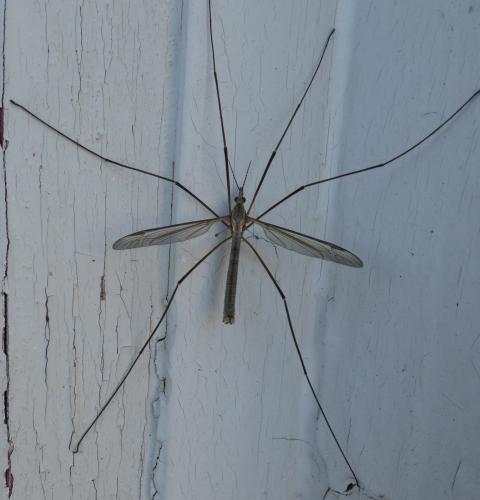 Tipula paludosa
